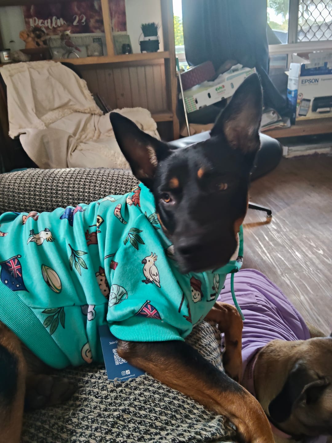 Customer photo review of The Australia Dog Hoodie - Teal