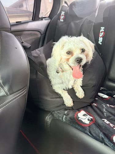 Reviewer's happy dog sitting in the soft Dog Car Carrier on a car's back seat.