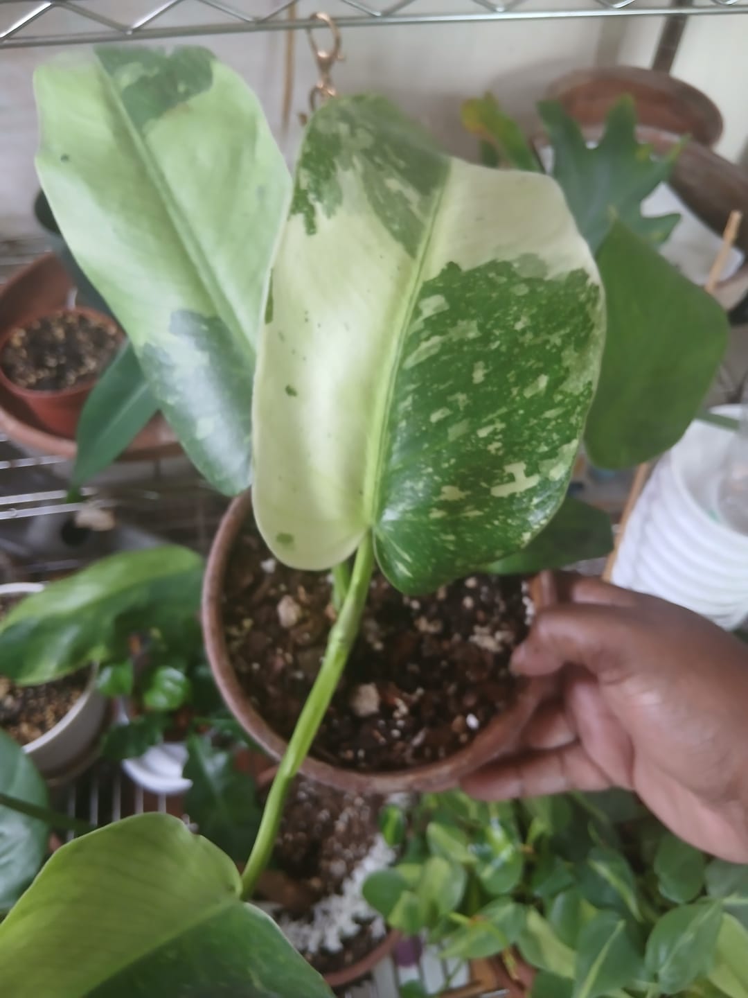 Customer photo review of Philodendron 'Jose Buono'