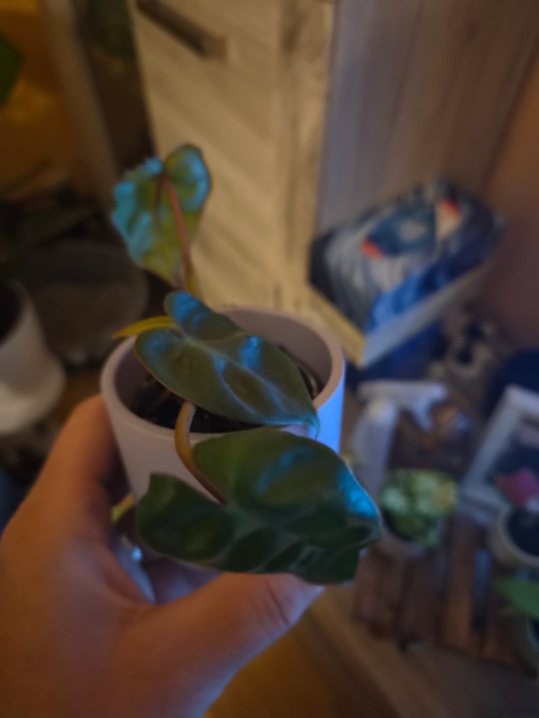 Customer photo review of SAD-PLANT-SET