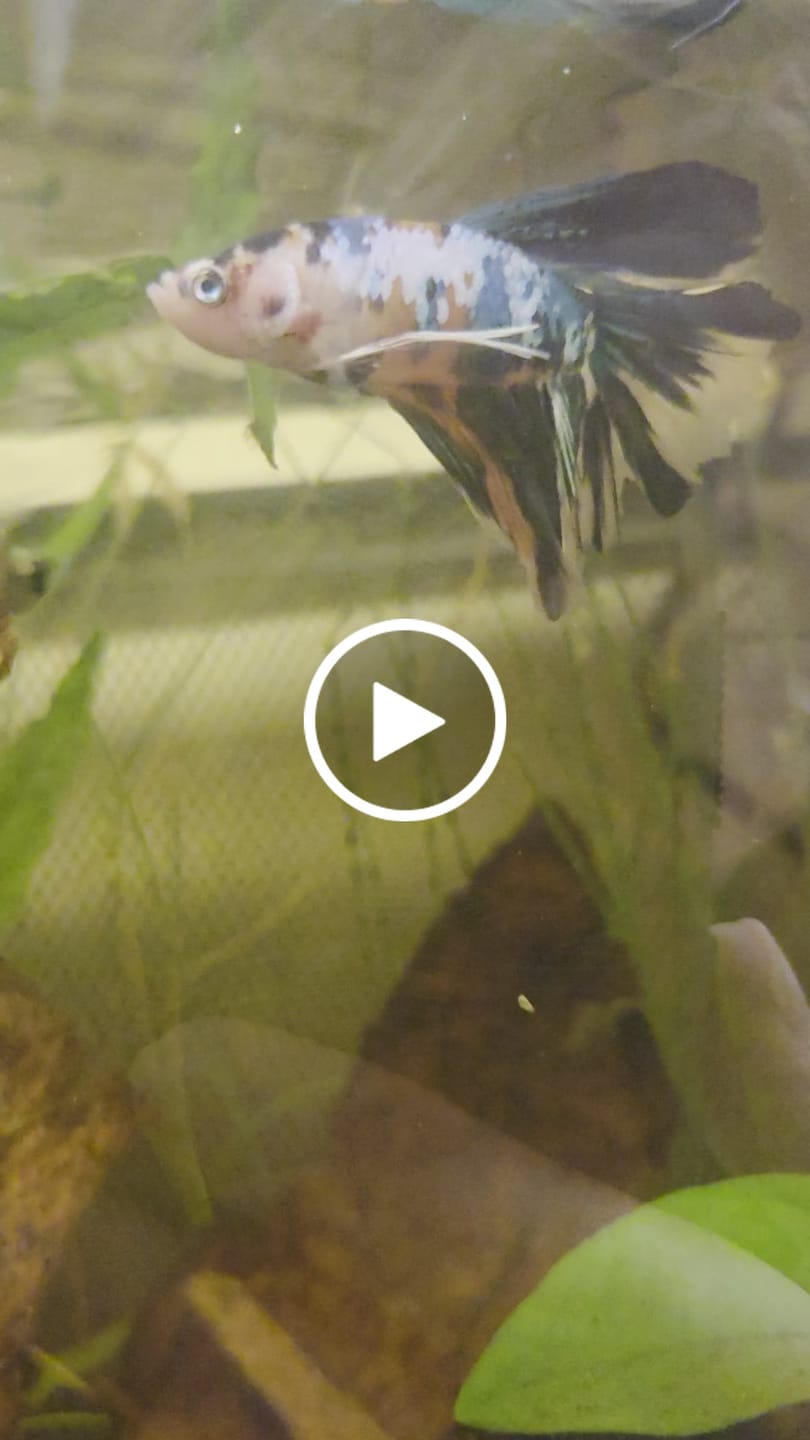 Customer video review of Multicolor Halfmoon Male Betta Fish | High Grade | Order Directly From Farm |  You Pick Fish |
