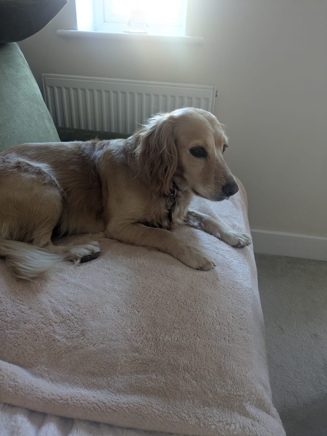 Customer photo review of Luxury Throw & Dog Blanket