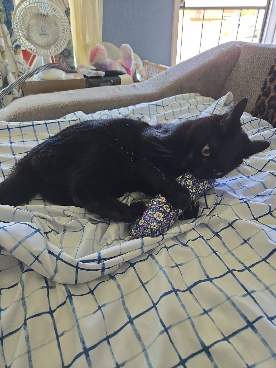 Customer photo review of Catnip with Valerian Root Cat Toy (Assorted Prints)