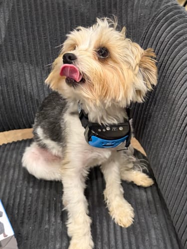 Petit chien d'un client portant le collier anti-aboiement PuppySafe tout en étant assis sur une chaise.