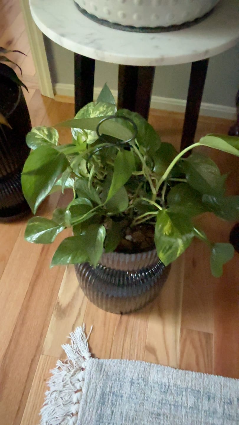 Customer photo review of Leaf Cleanse