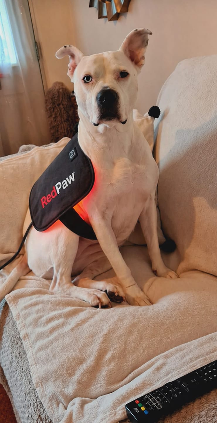 Customer photo review of RedPaw Red Light Therapy