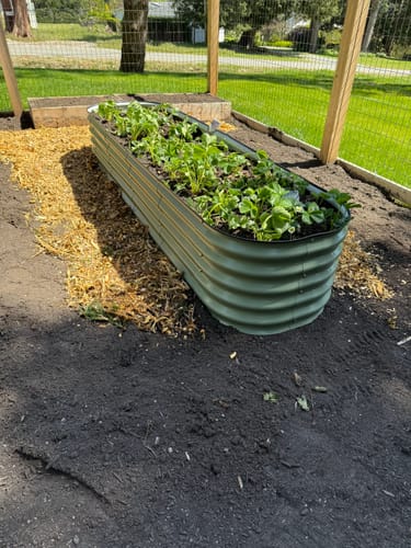 Customer's green 17” Tall Modular garden bed planted with young seedlings in a prepared garden area.
