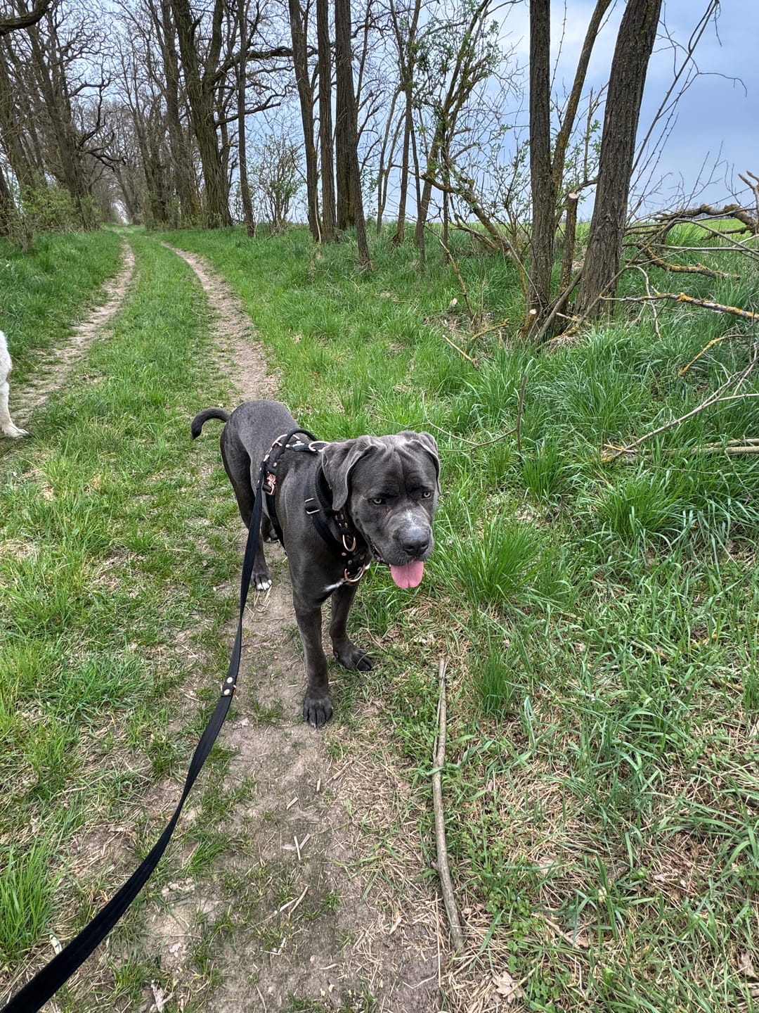 Customer photo review of Multi Guard Leash Rose Edition Svart - Multi-väktarkoppel