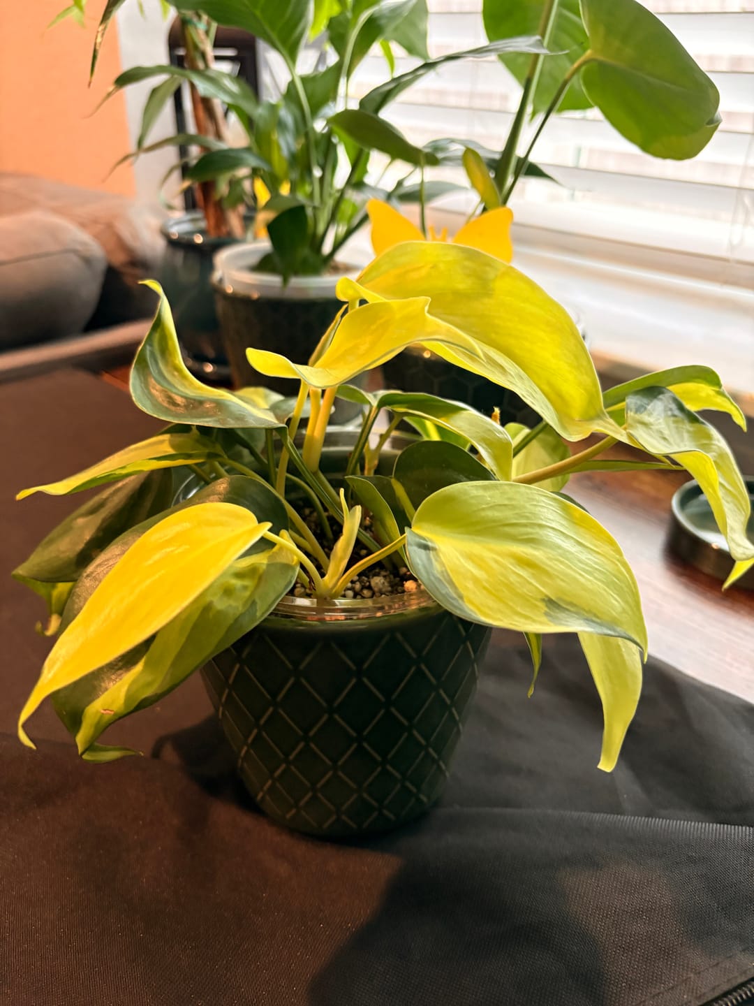 Customer photo review of Philodendron hederaceum 'Brasil'