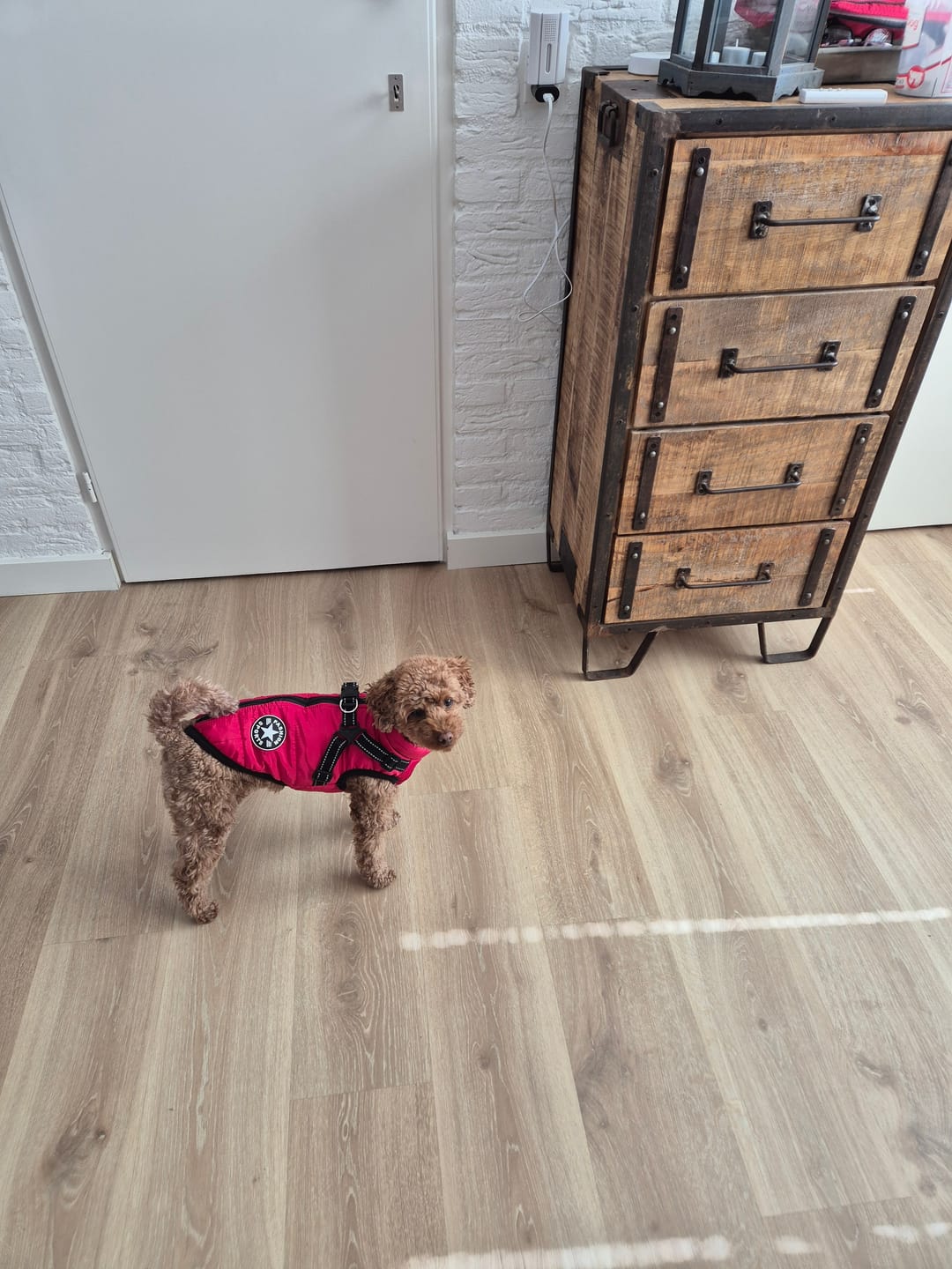 Customer photo review of PawShield - Honden Winterjas