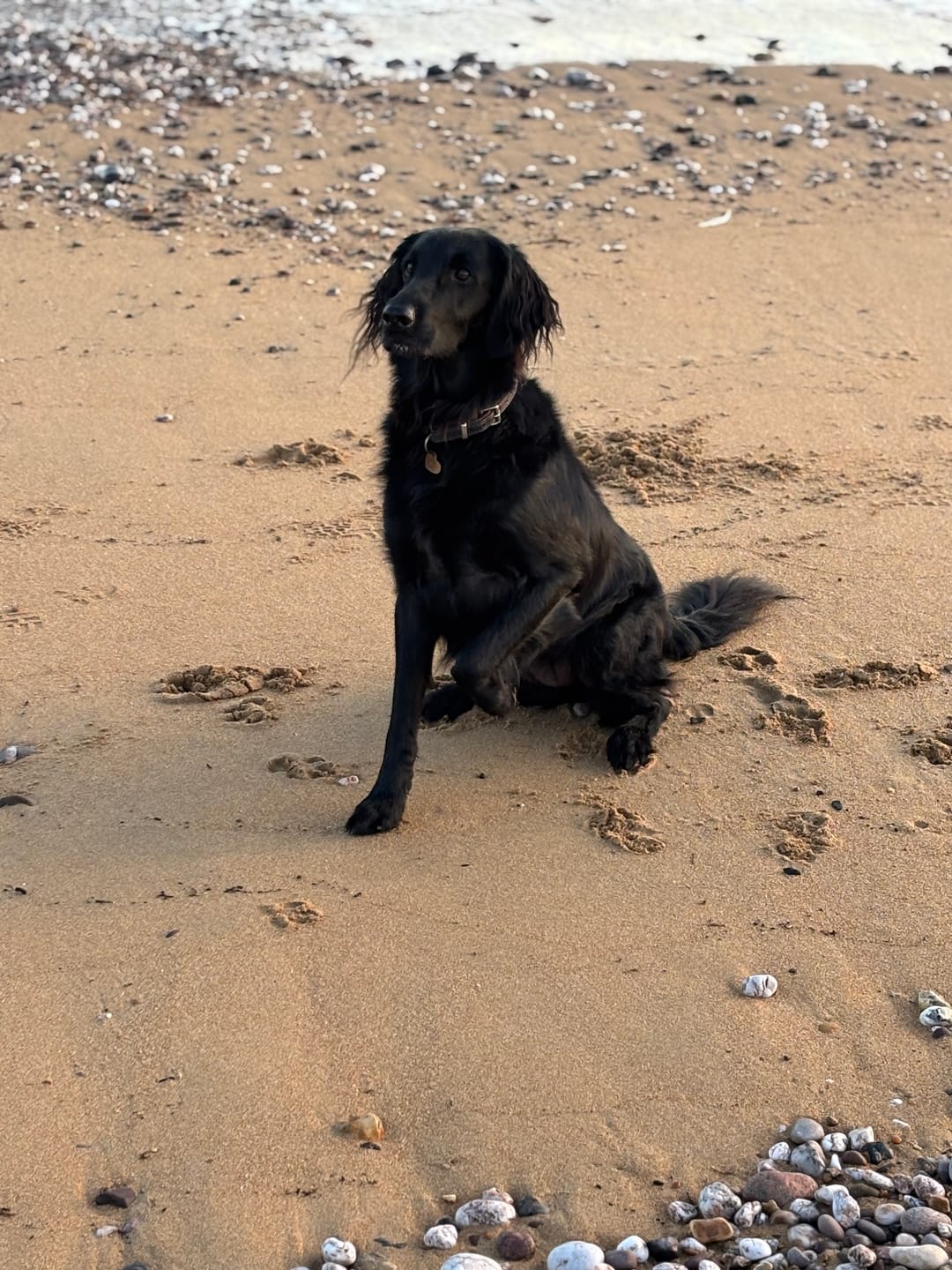 Customer photo review of collagen for dogs