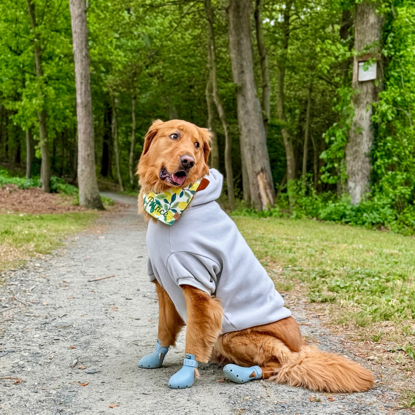 Customer photo review of WagWellies® Sport