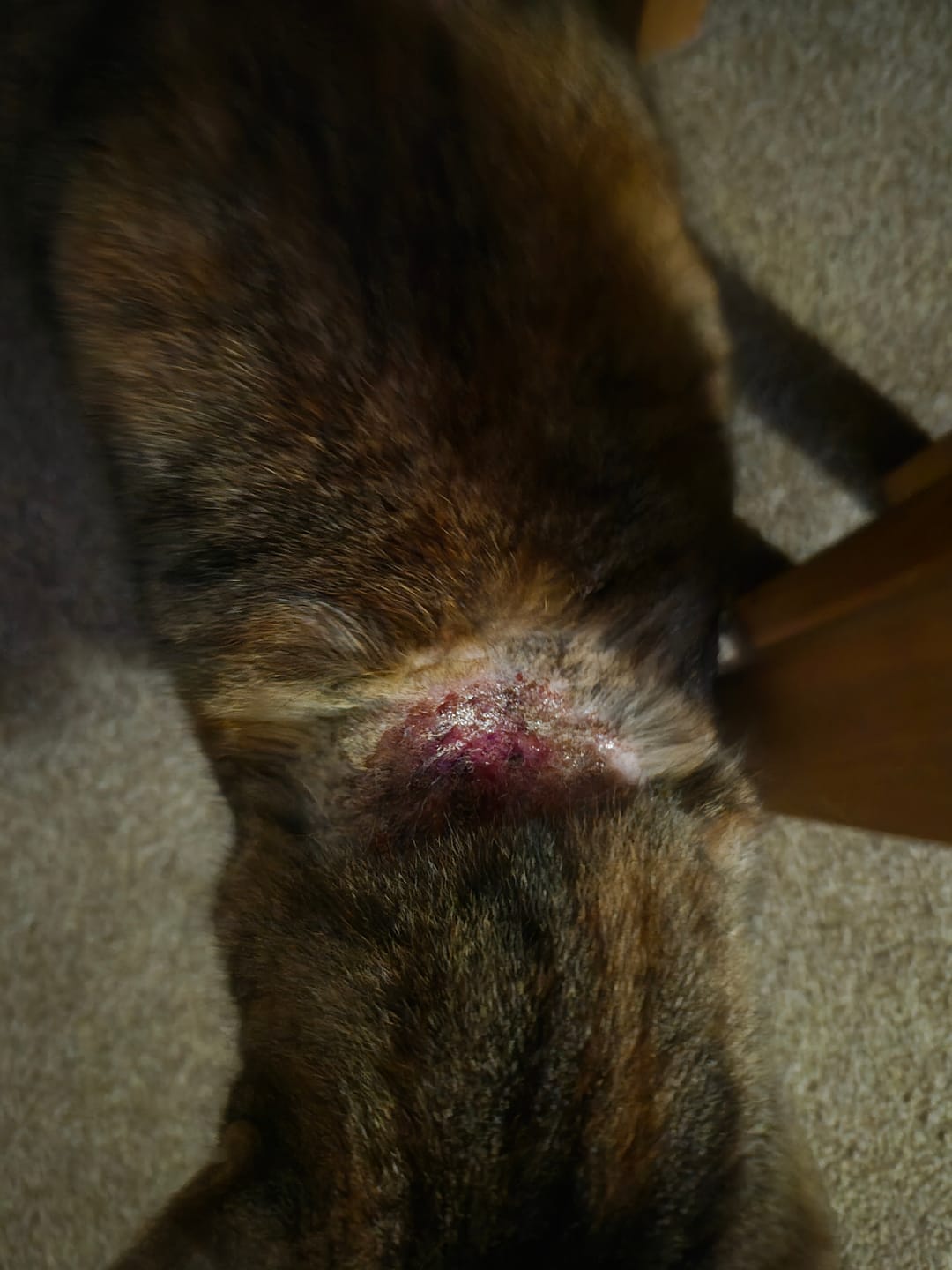 Customer photo review of Cat Spray