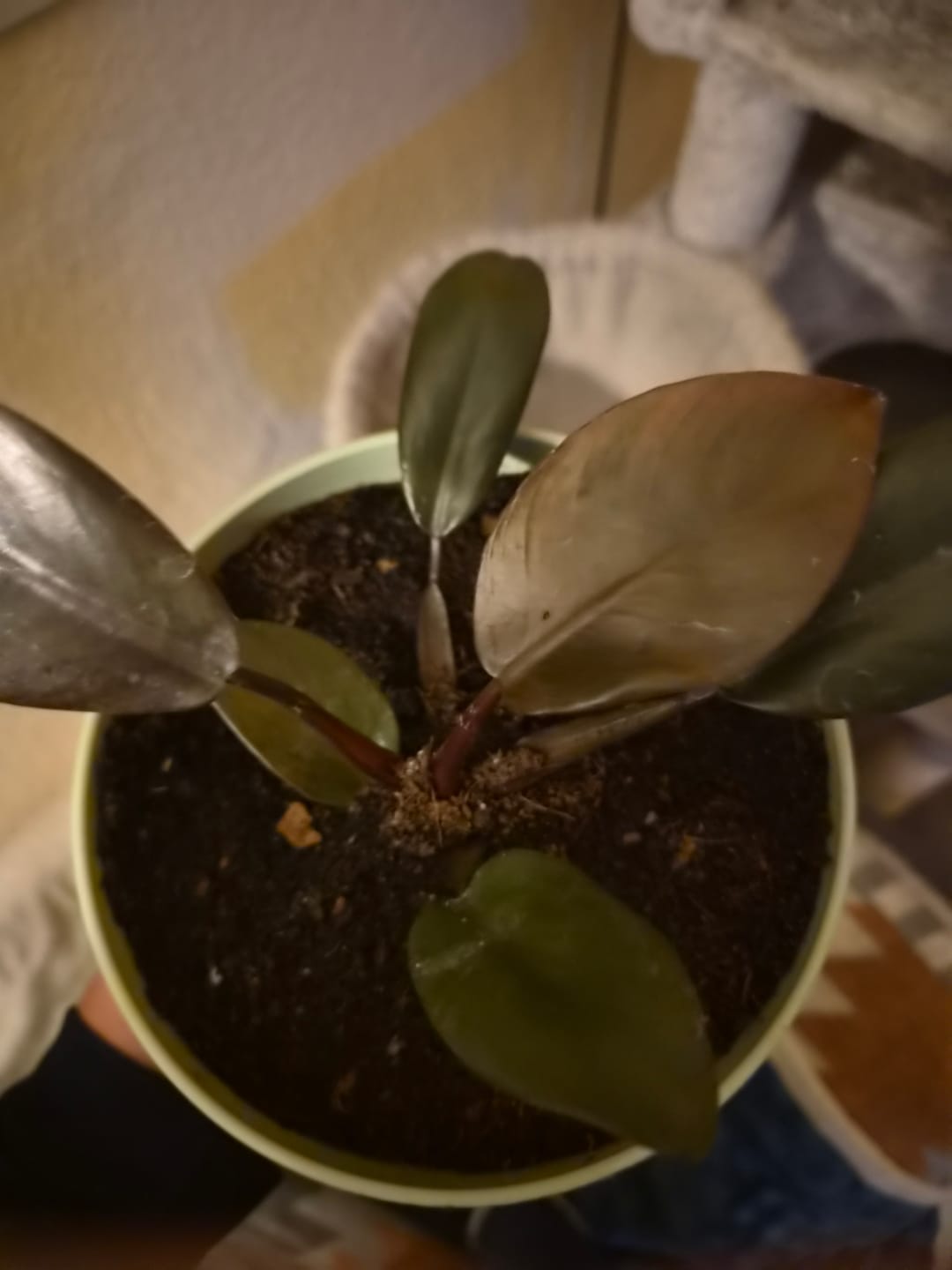 Customer photo review of PHILODENDRON BLACK CARDINAL