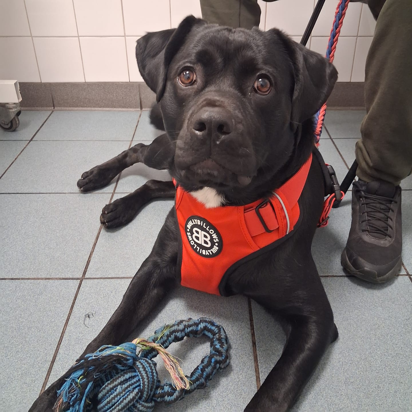 Customer photo review of Comfort Premium Harness | Non Restrictive - Red