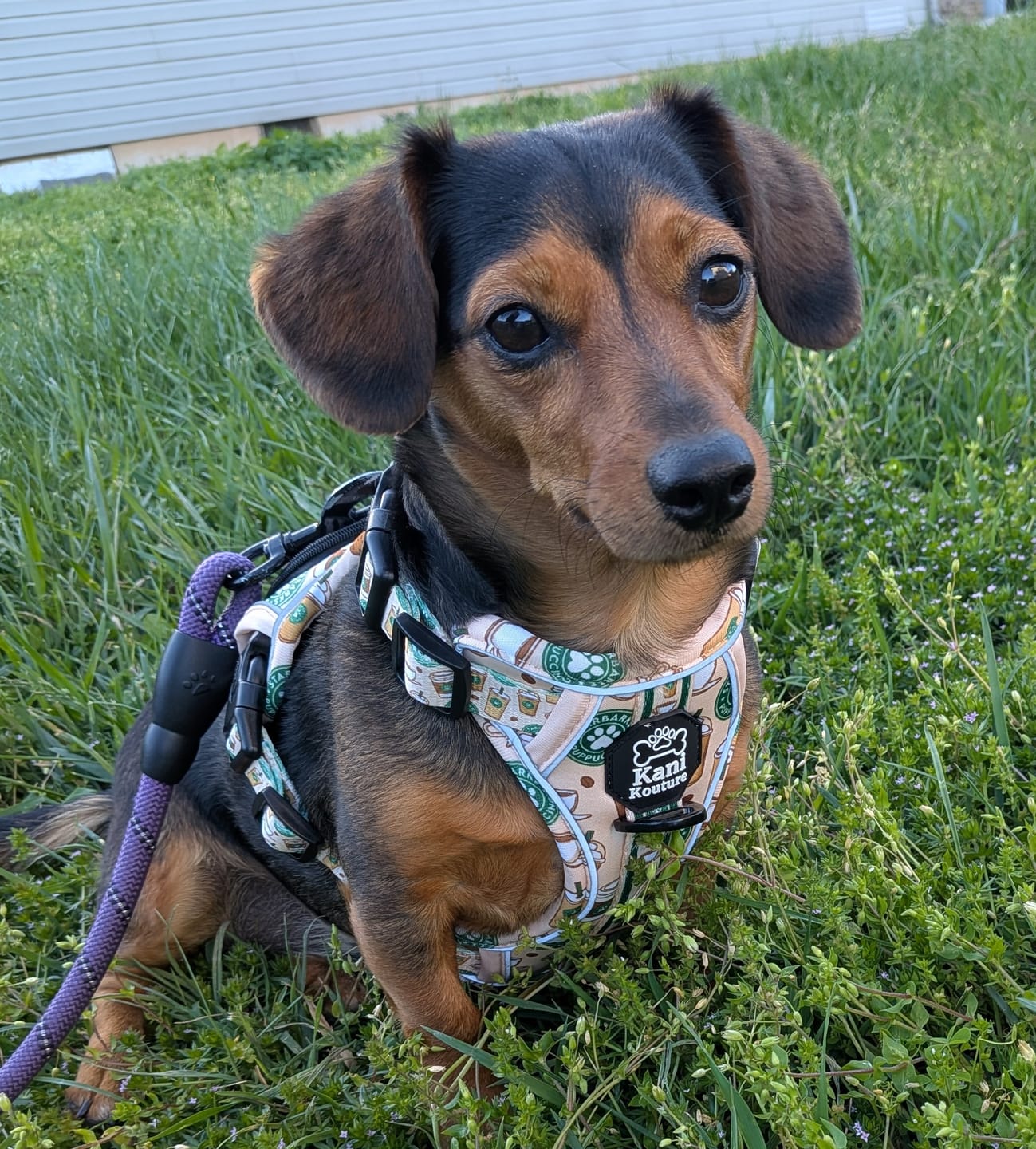 Customer photo review of Puppuccino - Adventure Harness