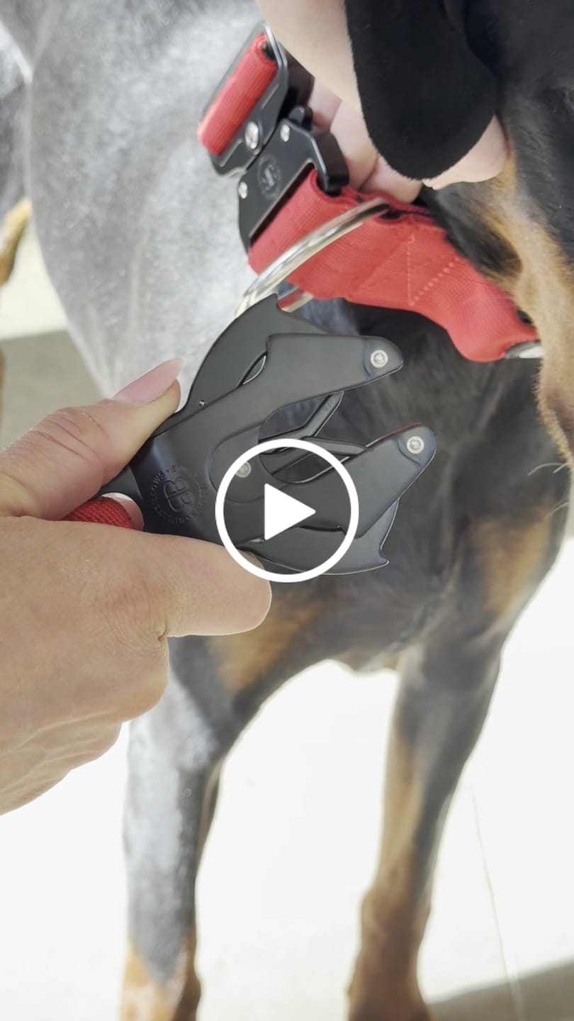 Customer video review of 5cm Combat® Collar | With Handle & Secure Clip - Red