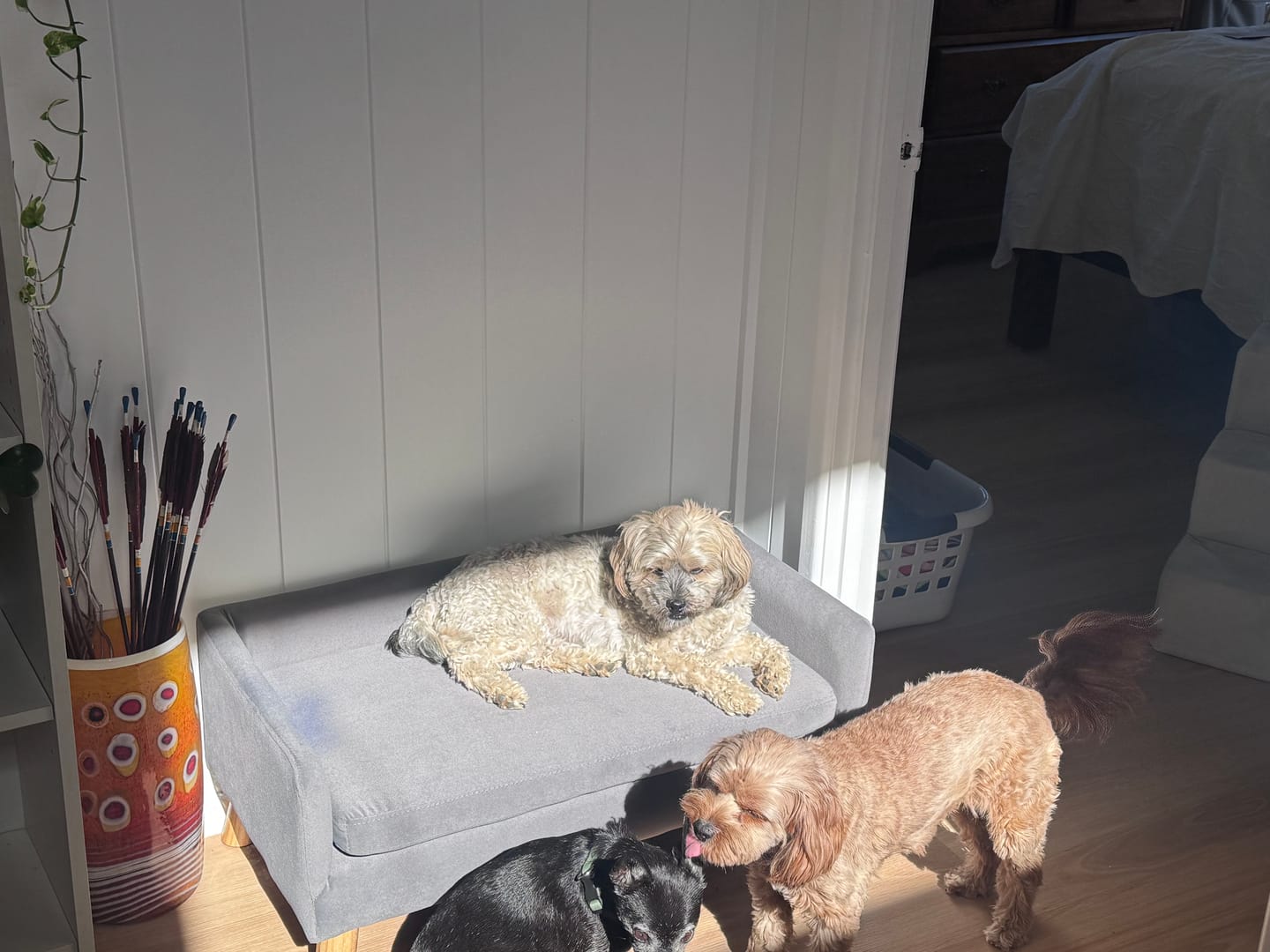 Customer photo review of Dog Sofa Bed Pet Lounge Couch
