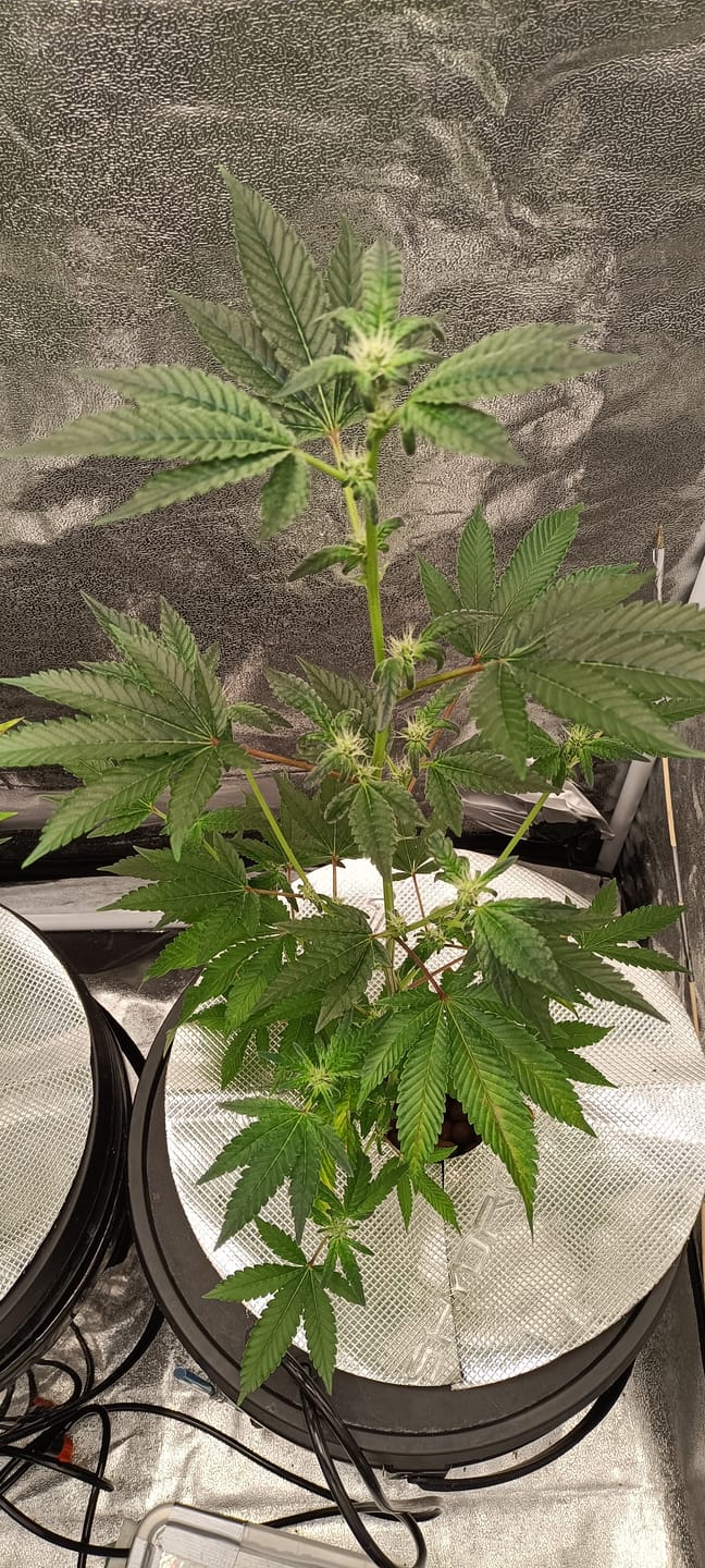 Customer photo review of Premium Pulverdünger | VBX + SHINE für Erde & Hydro