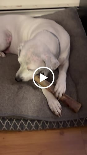Customer video review of Ostrich Shaft Bones (11" x 2"): The Long-Lasting, Flavorful Chew for Medium to Large Dogs