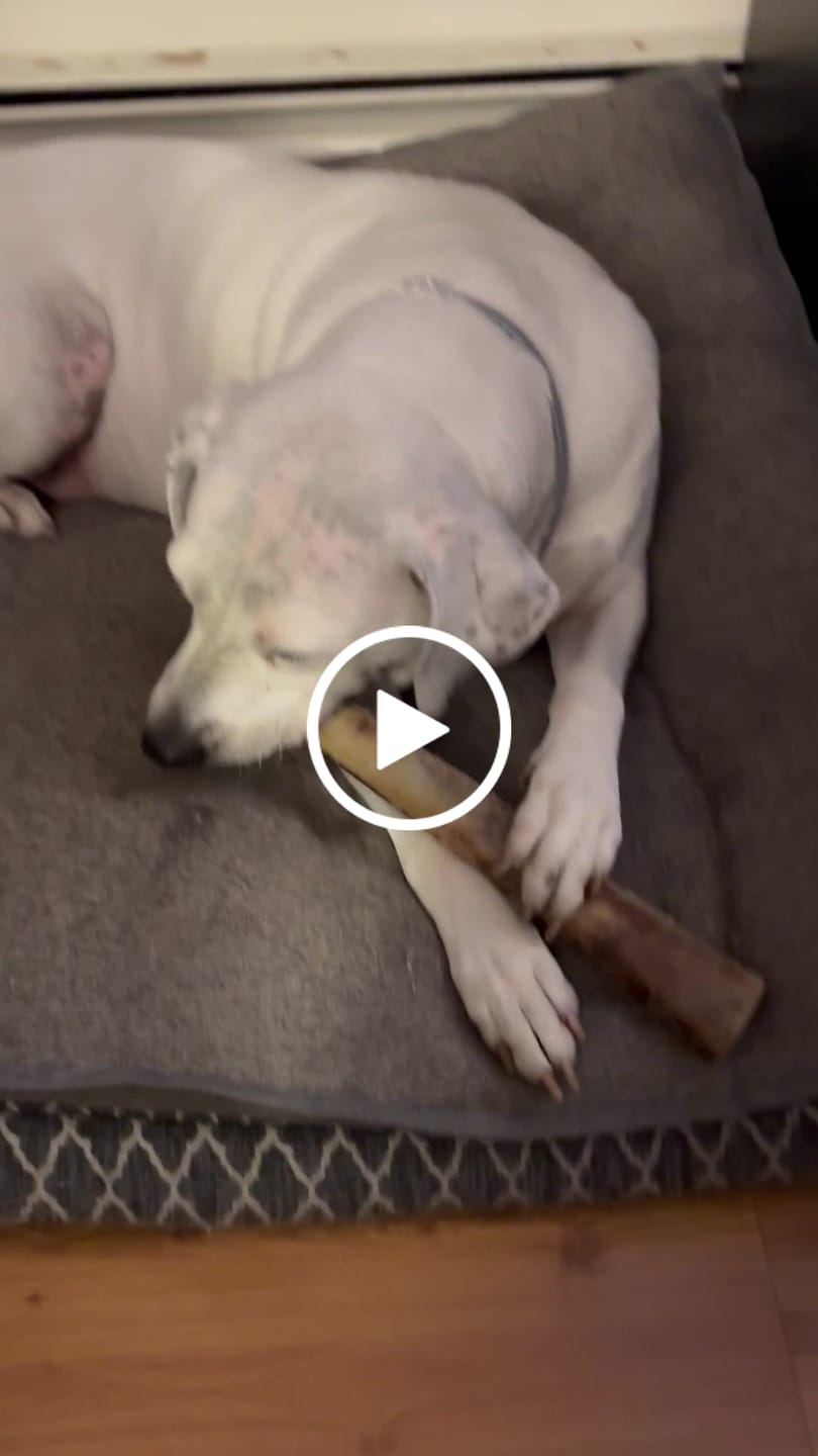 Customer video review of Ostrich Shaft Bones (11" x 2"): The Long-Lasting, Flavorful Chew for Medium to Large Dogs