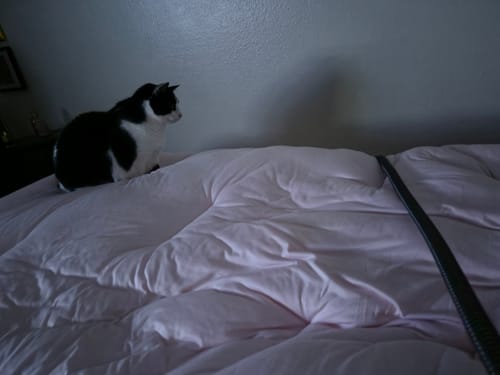 Customer photo review of MarshMellow Comforter