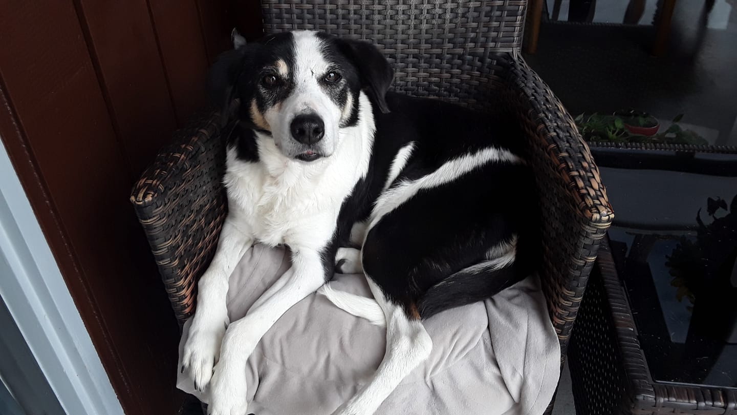 Customer photo review of 4CYTE Canine Epiitalis Forte for Dogs