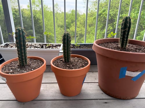 Customer photo review of Trichocereus Peruvianus | Peruvian Torch Cactus