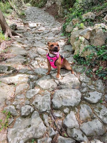 Customer photo review of Comfort Premium Harness | Non Restrictive - Bubblegum