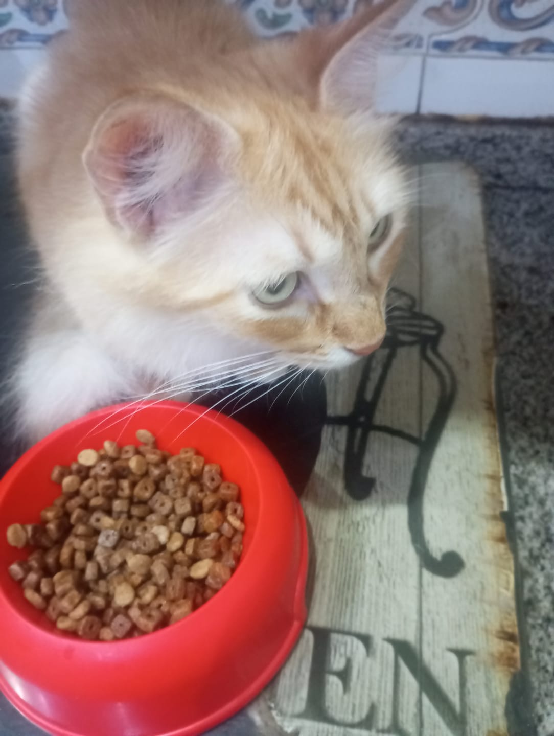 Customer photo review of Cat Adult