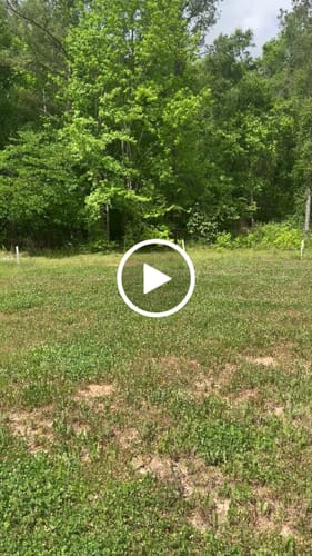 Customer video review of Sawtooth Oak