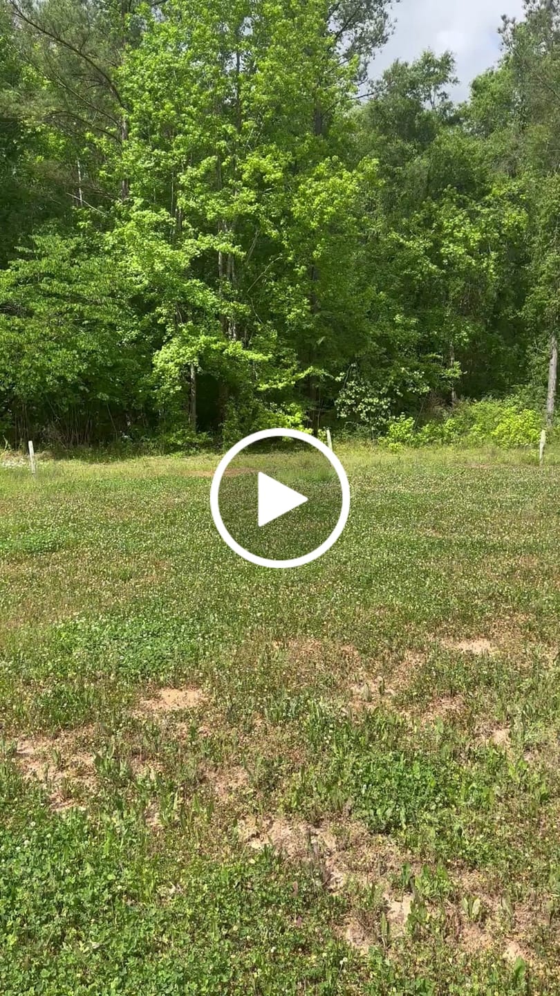 Customer video review of Sawtooth Oak