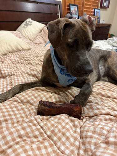 Customer's large brindle dog lying on a bed next to a Smoked Beef Marrow Bone.