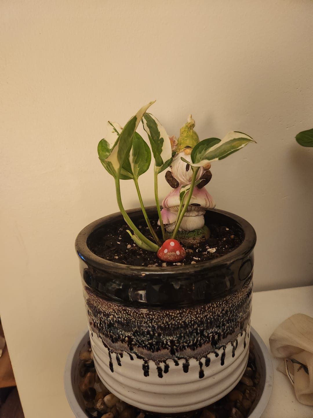 Customer photo review of N'joy Pothos Starter Plant in a 1.5” Pot - Low light indoor plant - Terrarium plant, Office plant, Gift plant