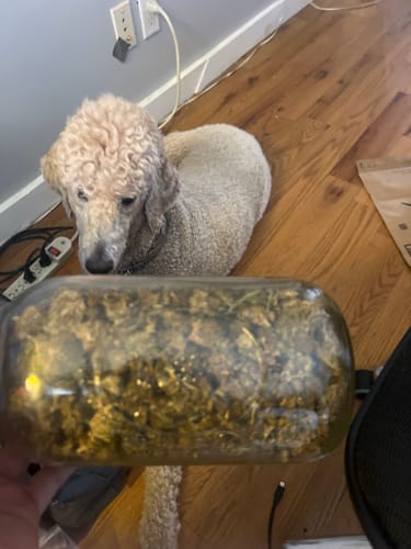Customer photo review of THCA Flower Budget Buds