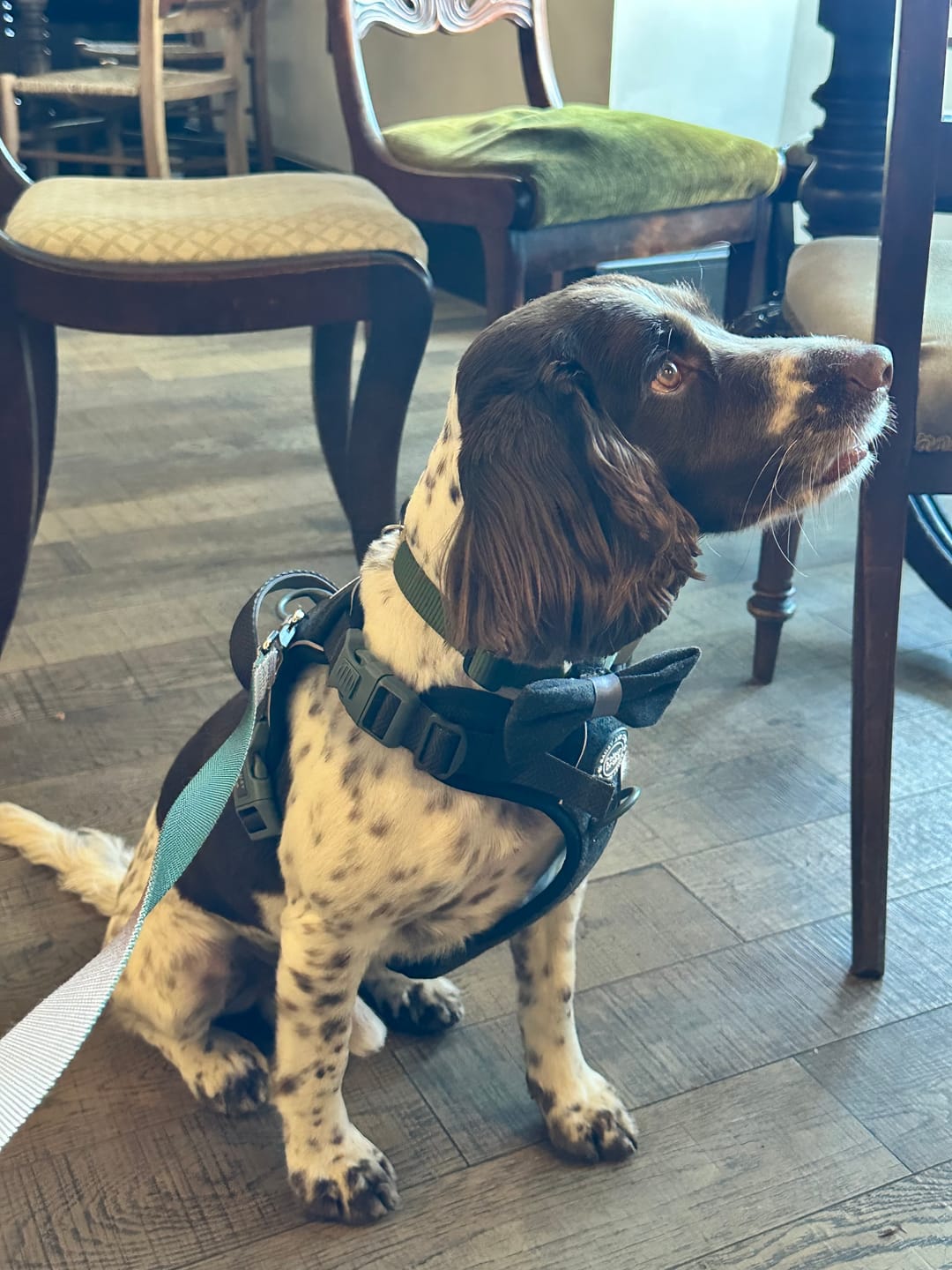 Customer photo review of Trail & Glow Tweed Dog Harness - Colour Drops - Charcoal Tweed