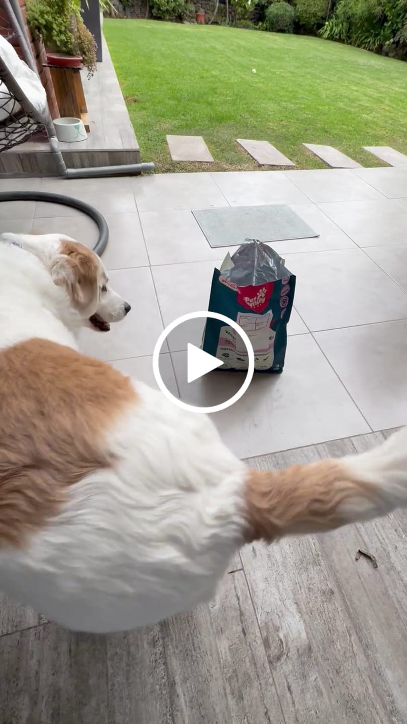 Customer video review of PetFamily Foods Grain Free