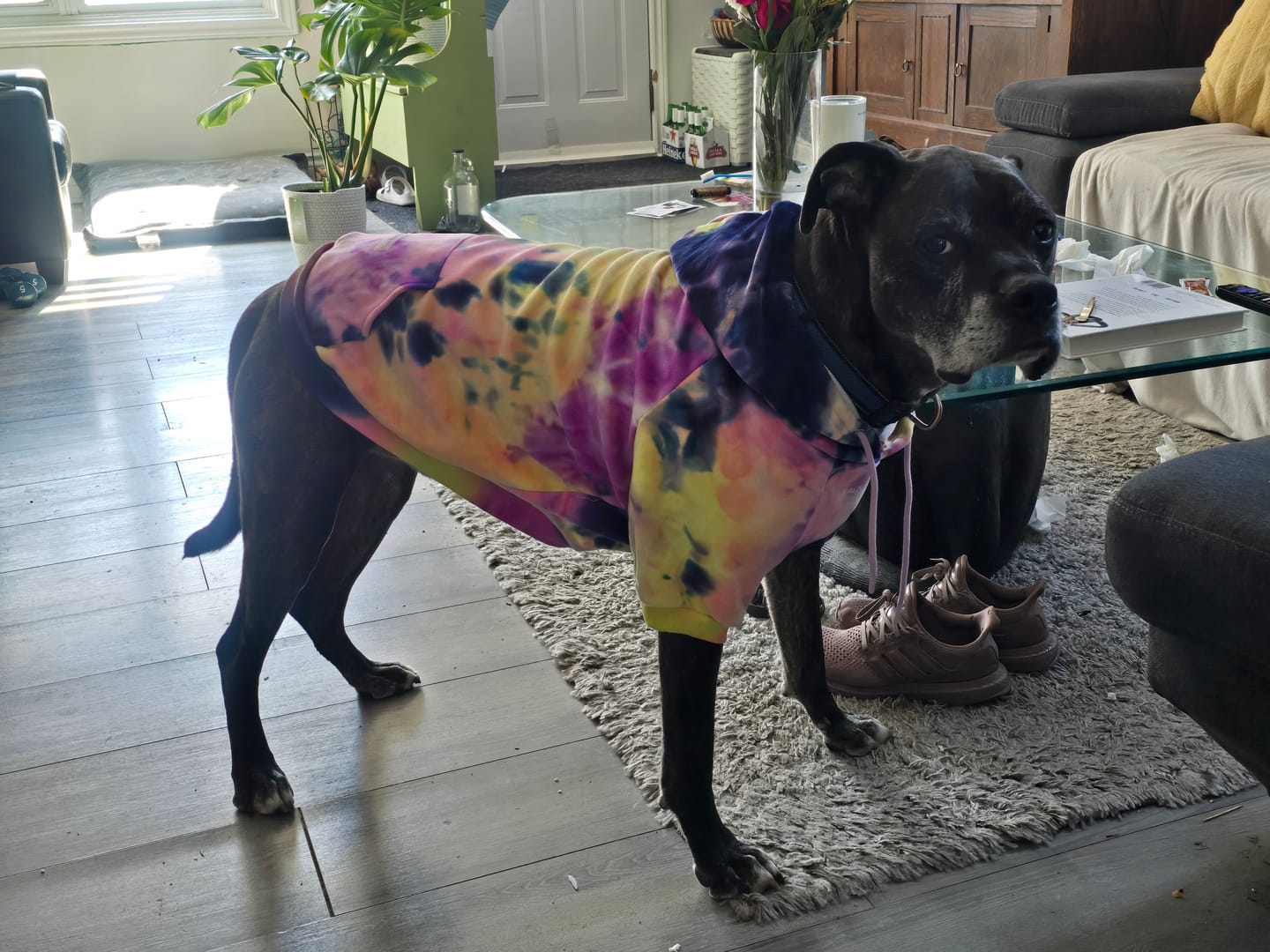 Customer photo review of Velvet Dog Hoodie - Berry Lemonade