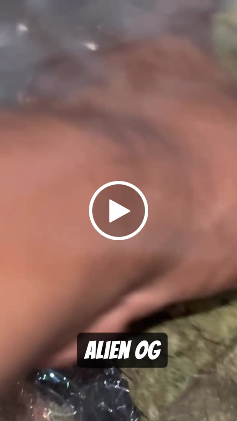 Customer video review of Alien OG - Bulk - Indica