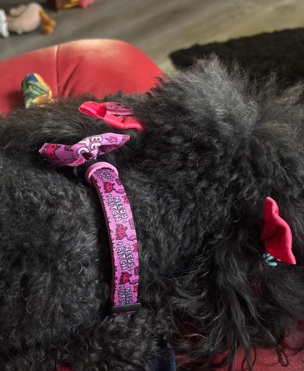 Customer photo review of Needy bi**h collar
