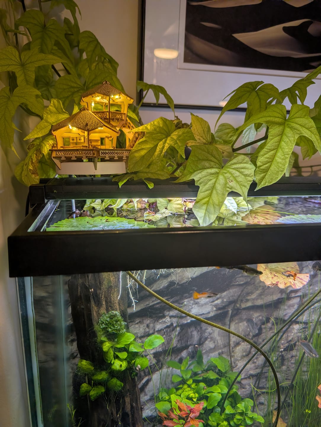 Customer photo review of Island Cabana + Grow Light