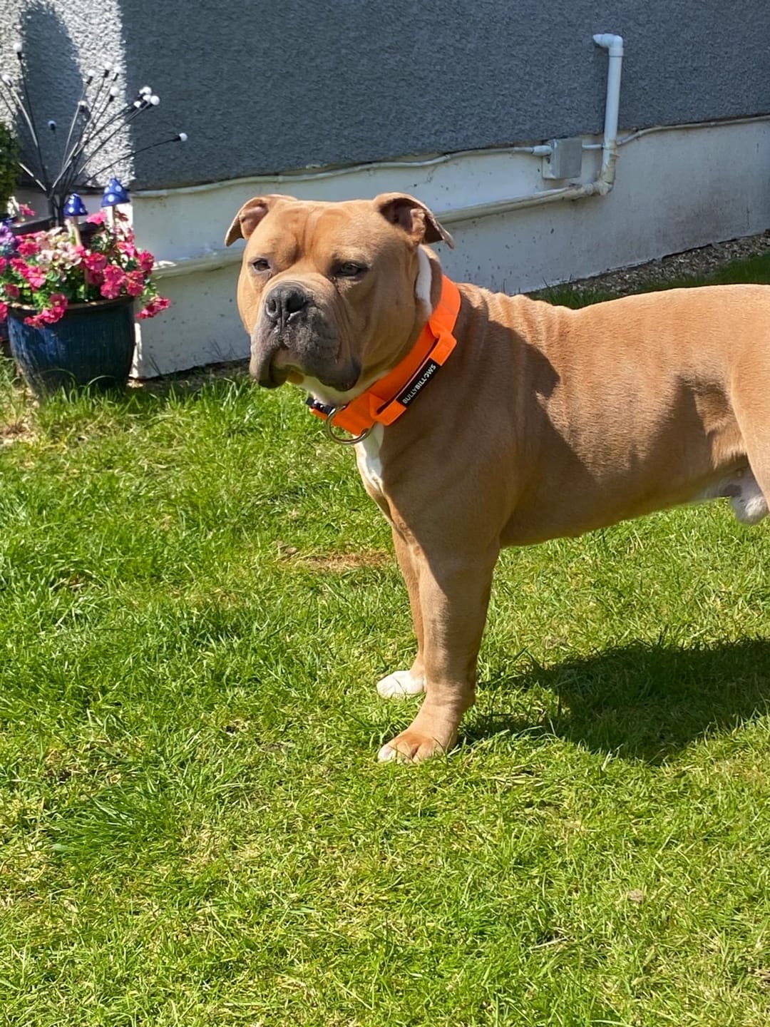 Customer photo review of 1.4m Swivel Combat Lead | Anti-Tangle & Secure Clip - Orange