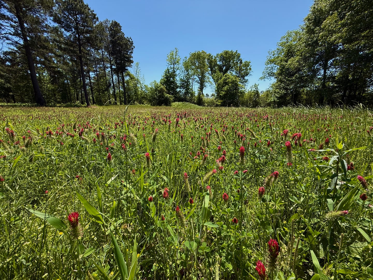 Customer photo review of Forage Factory™ Food Plot Seed