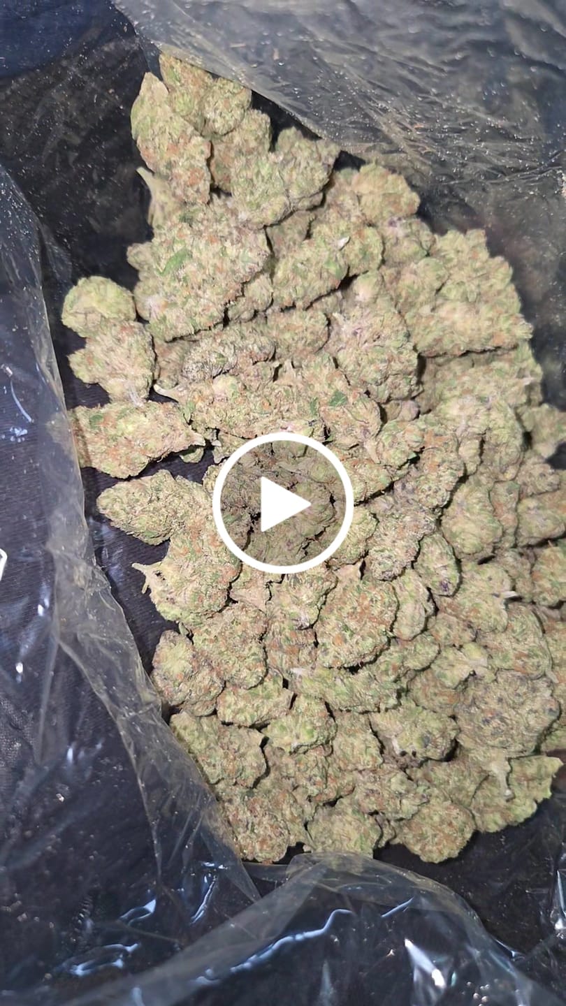Customer video review of Glitterati Indoor - Bulk - Indica
