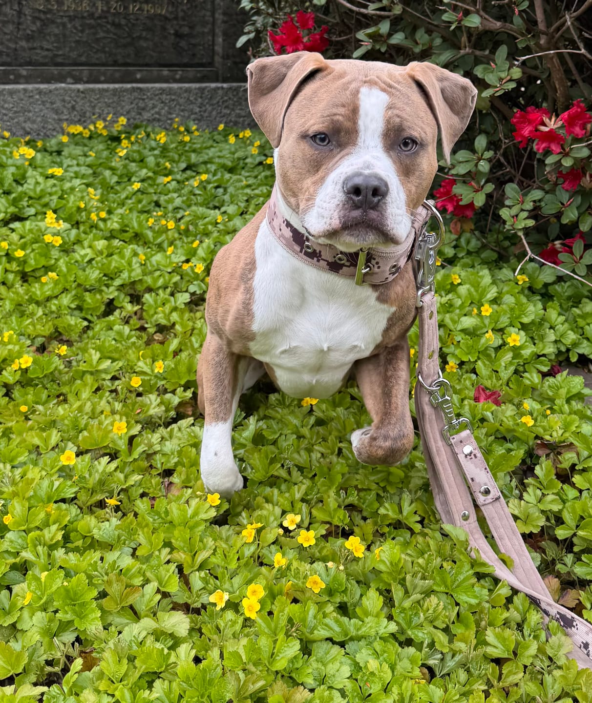 Customer photo review of Multi Guard Leash Camo Beige - Multi-väktarkoppel