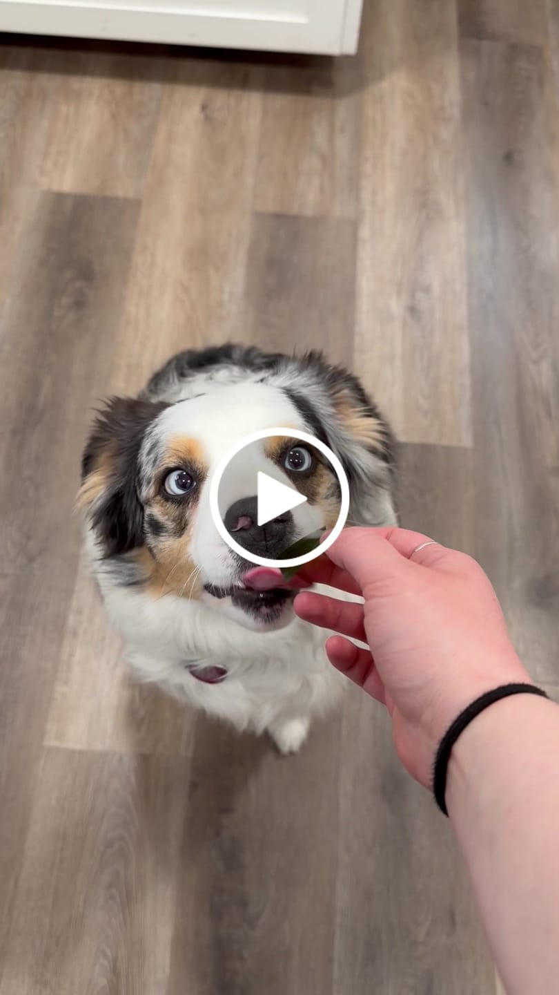 Customer video review of DENTAL STRIPS