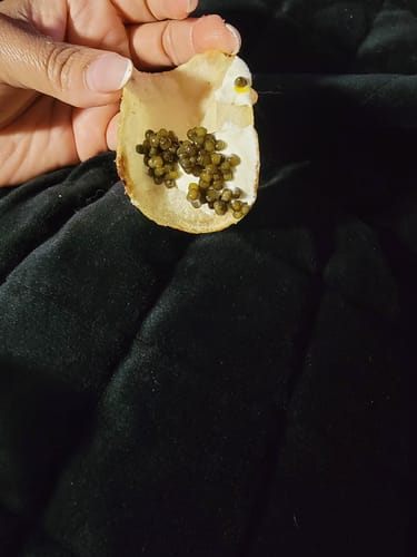 Customer holding a chip topped with a serving of Kaluga Hybrid Caviar and creme fraiche.