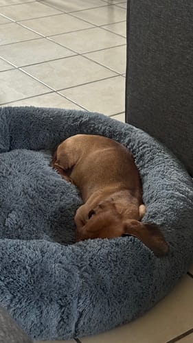 El perro Dachshund de un cliente acurrucado en la suave Cama Antiestrés para Perros de color gris.