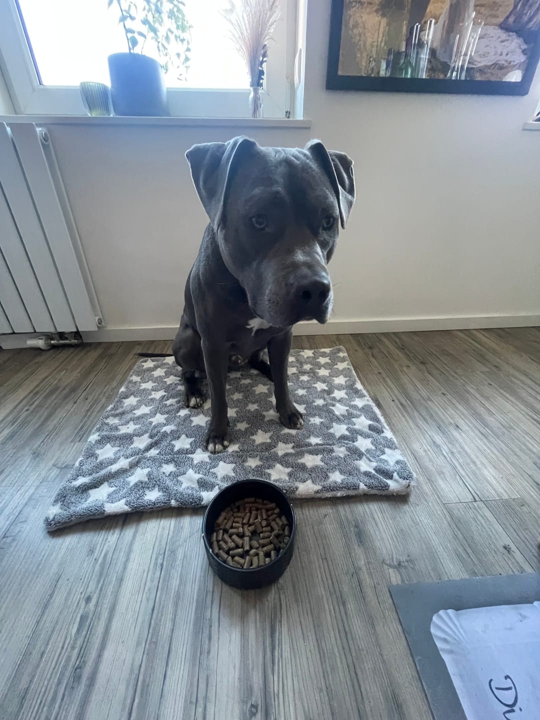 Customer photo review of GREEN PAWLY® Complete HUHN +10 Superfoods