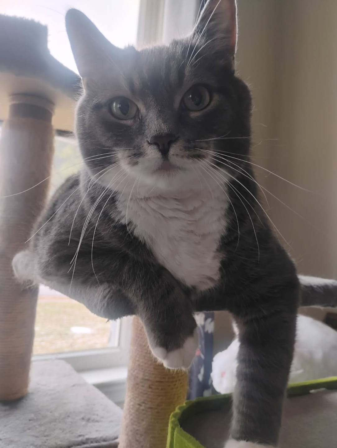 Customer photo review of Breathe Easy Cat Cold, Sneezing & Respiratory Support